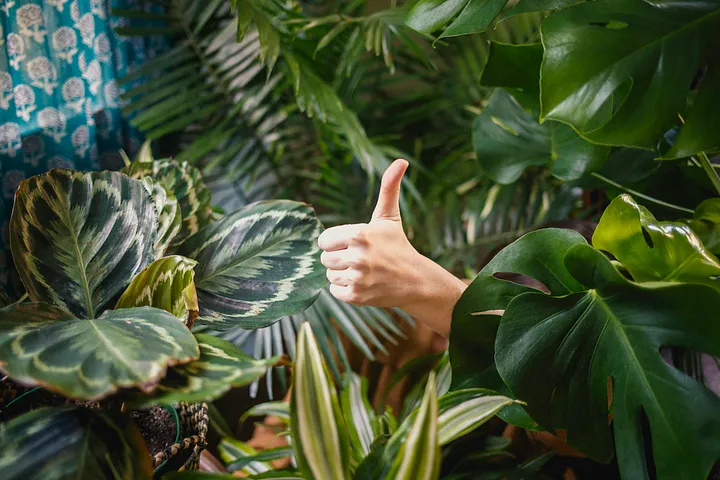 Permaculture Urbaine : Jardiner avec la Nature