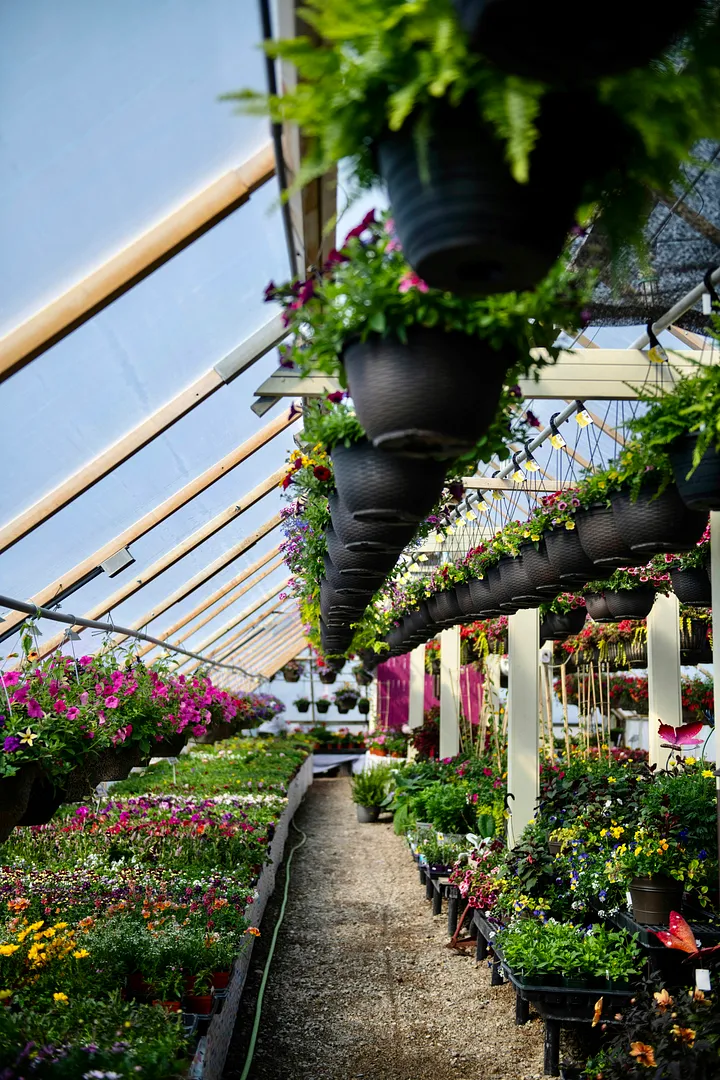 Cultiver des Herbes Aromatiques en Intérieur