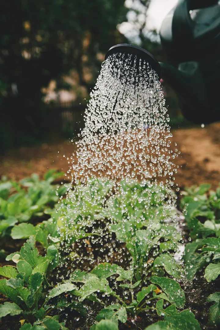 Protéger Votre Jardin des Insectes Nuisibles