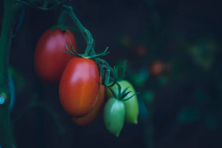 Cultiver des Tomates Succulentes