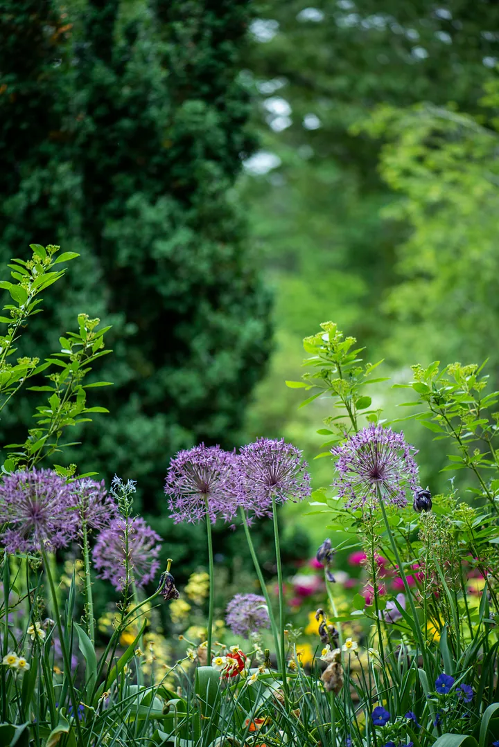 Créer un Jardin de Plantes Médicinales