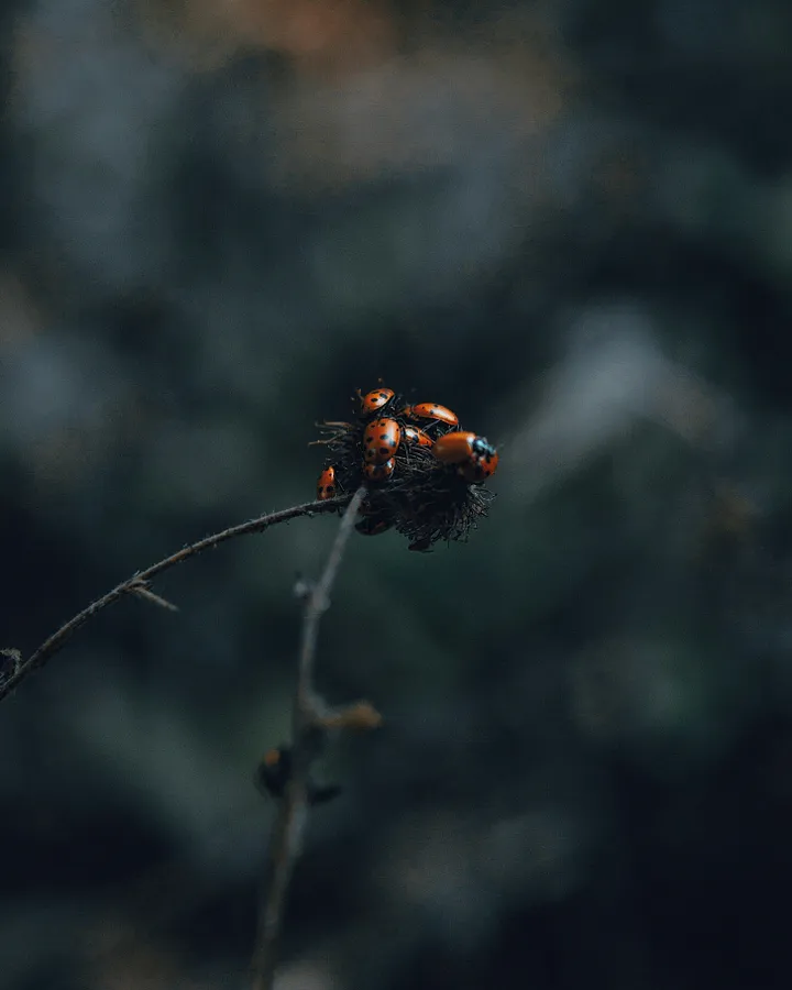 Lutte Biologique au Jardin