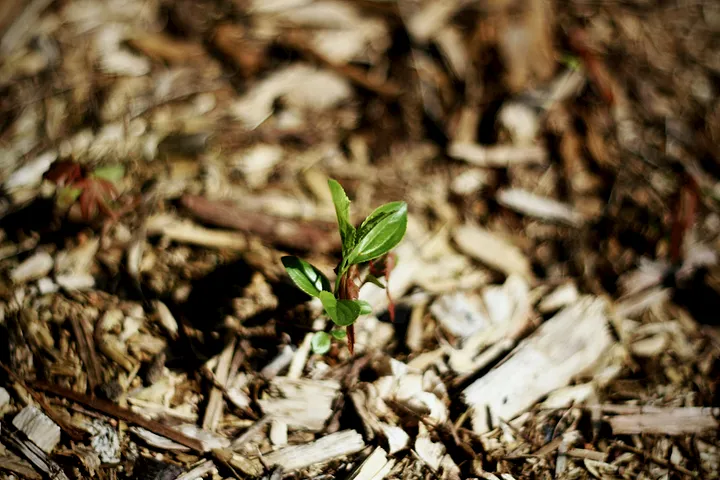 Le Mulching : Protéger et Nourrir le Sol Naturellement