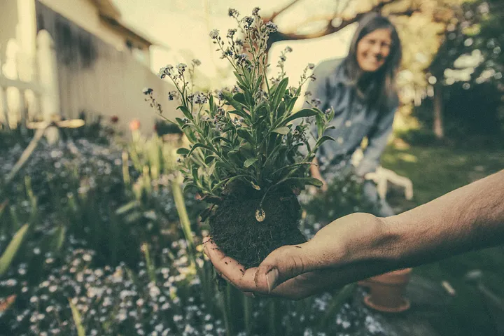 Créer un Étang de Jardin