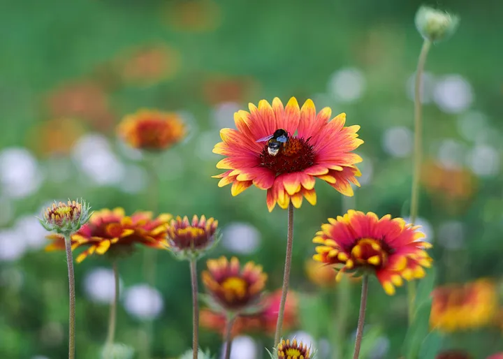 Un Jardin pour les Pollinisateurs