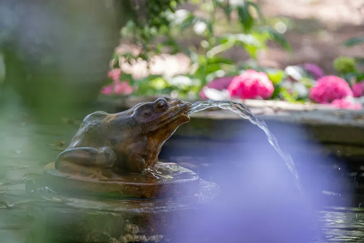 Des Plantes Résistantes à la Sécheresse : Un Jardin Sans Gaspillage d'Eau