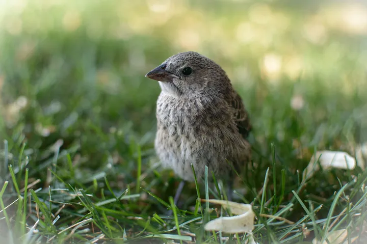 Créer un Refuge pour la Faune Sauvage