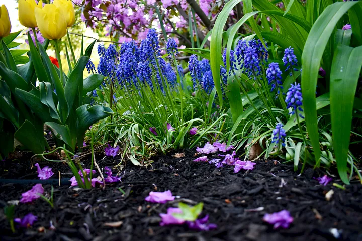 Paillage pour un Jardin Productif