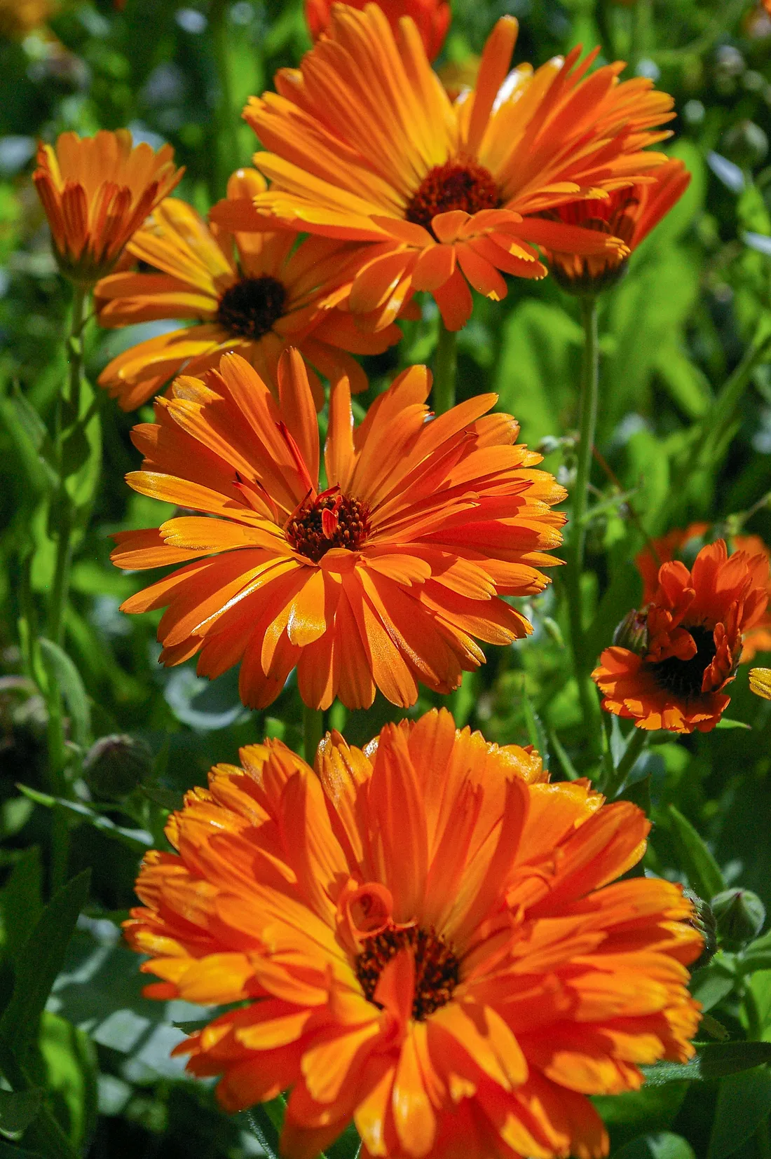 Guerir les Petits Cuts avec Calendula